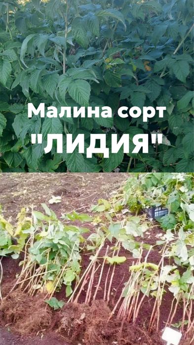 Малина сорт «Лидия»