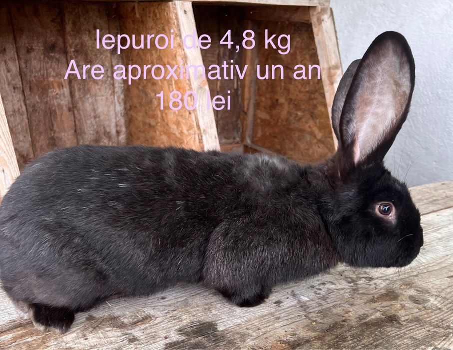 Iepuri rase diferite