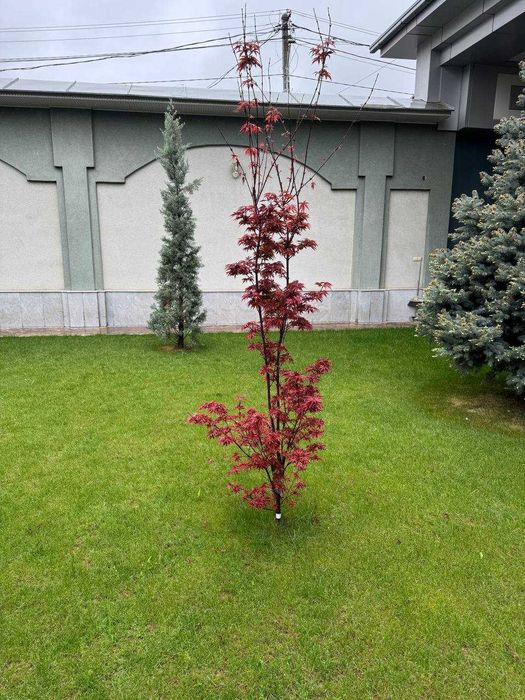 Продаются деревья Ёлка, Магнолия Крымский сосна