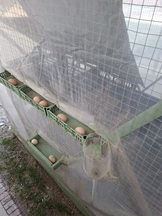 Срочно! Кора шахзода товуклар ва катак