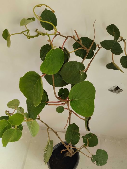 Кивита Хейуърд, Томури, Златно киви, Белен, Самоопрашващо