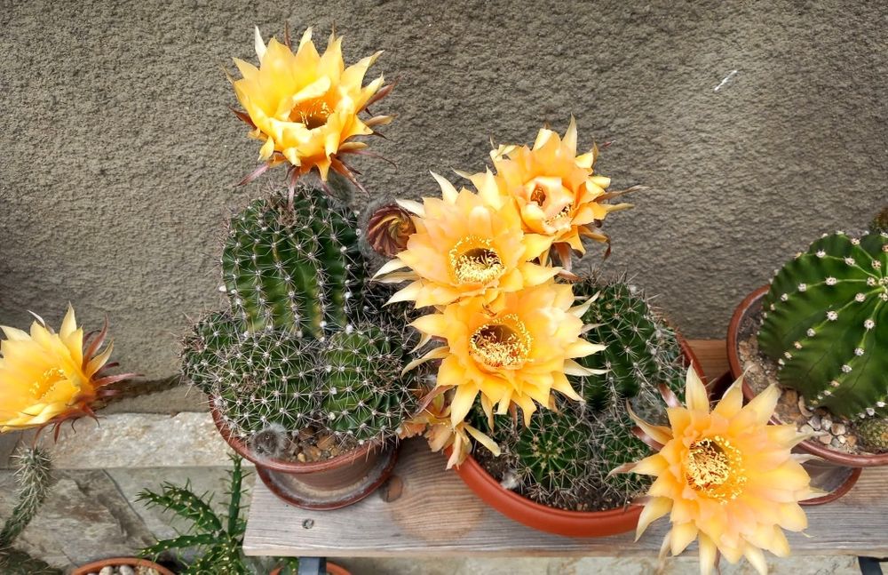 Цъфтящи кактуси Ехинопсис (Echinopsis eyriesii) (различни големини)