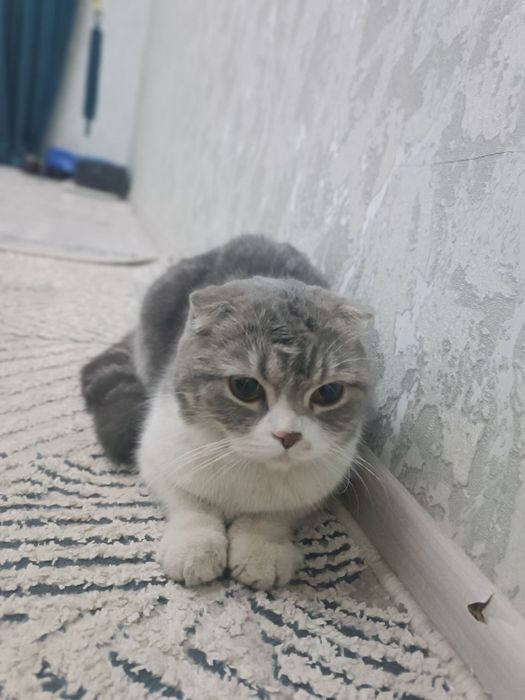 Shatlantski mushuk