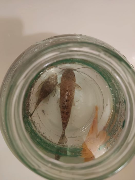 Срочно Продам рыб в аквариум