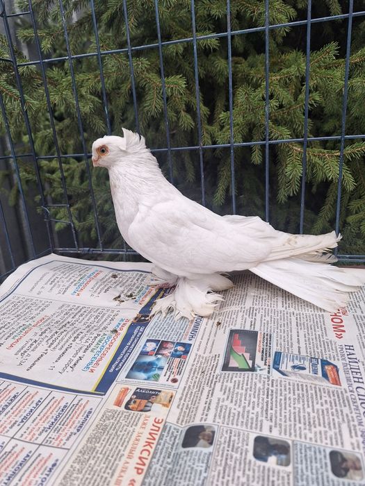 Продам самца гулбадама очень крупный мощный