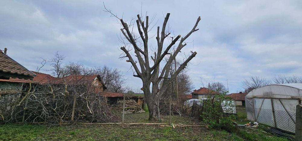 Рязане и премахване на опасни дървета