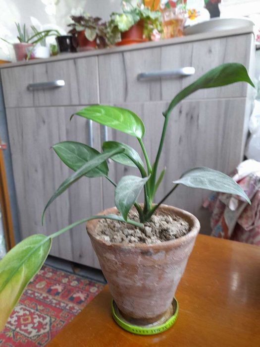 Комнатное растение Аглаонема