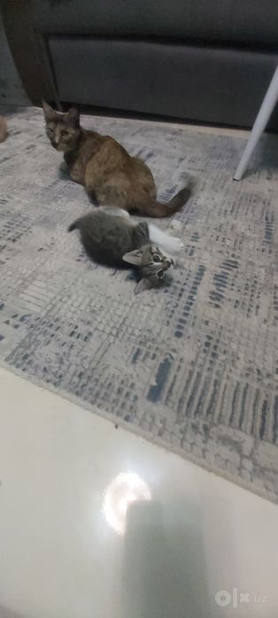 Бесплатно Котёнки, мушук болалари бепул