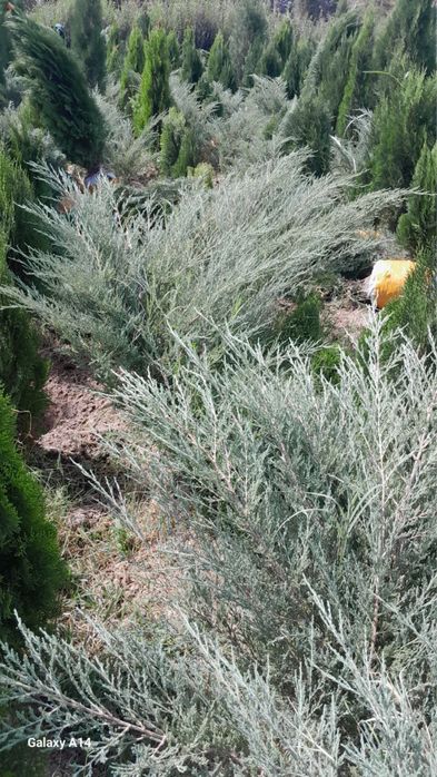 Archa va Manzarali daraxtlar Dexqondan Surxondaryo Sariosiyo