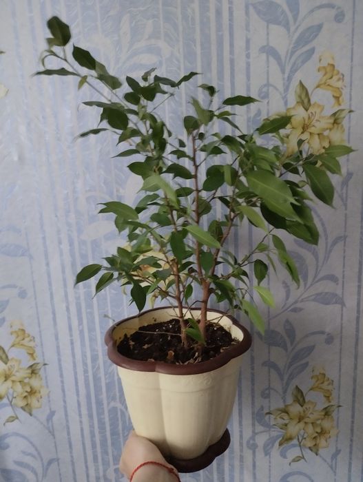 Фикус Бенджамина .