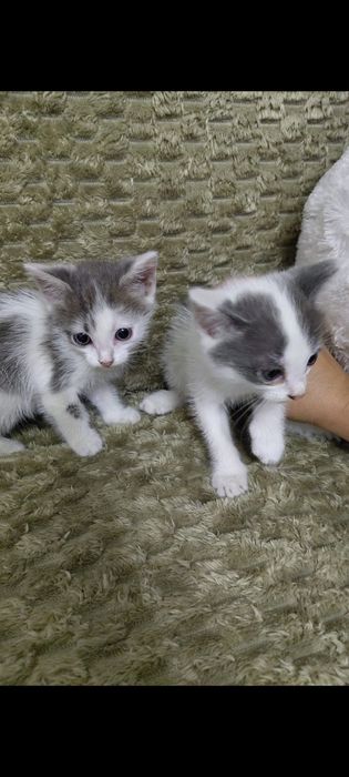 Отдам в добрые руки