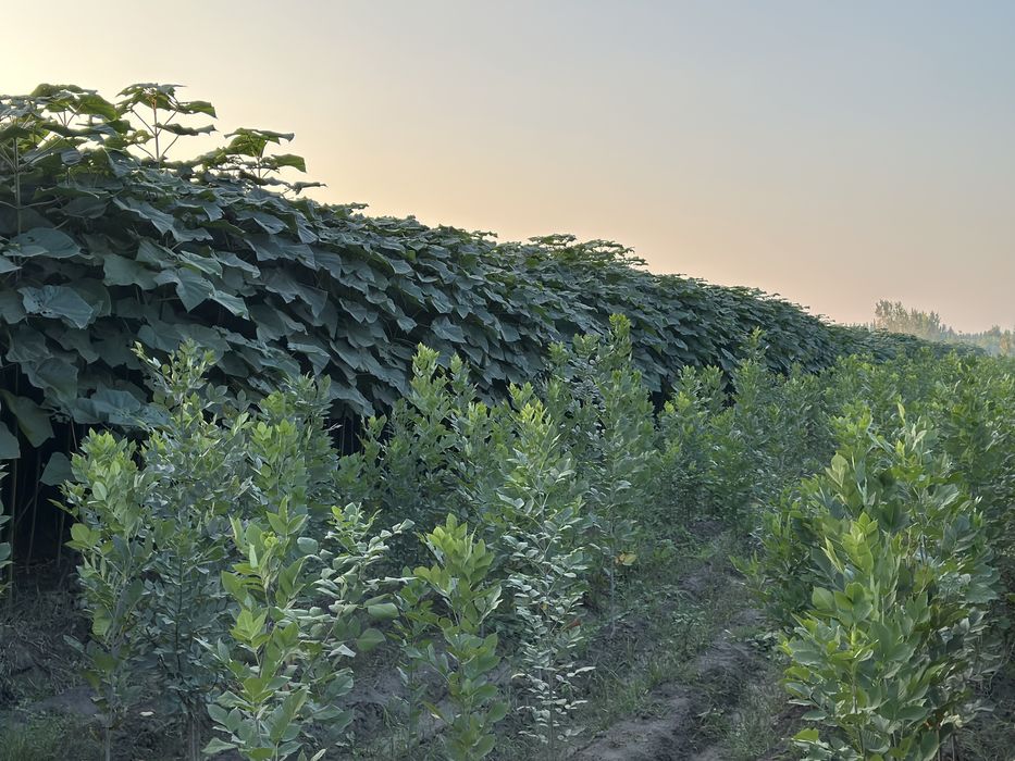 Павловния бор Pavloniya bor