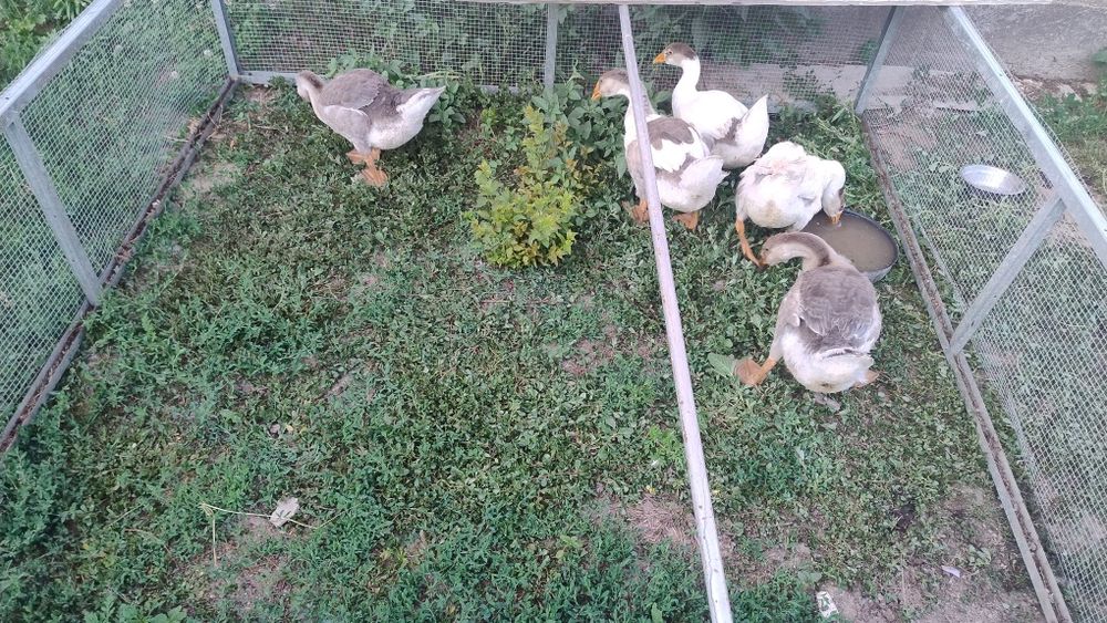 Gâște și găini de vânzare.