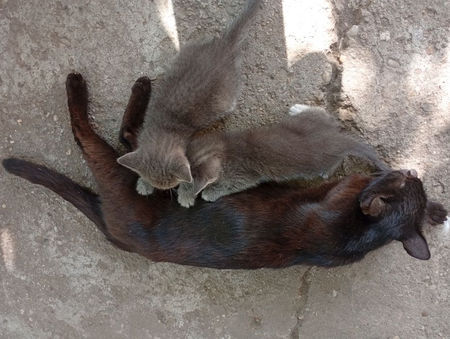 Pisici mici donez oricare