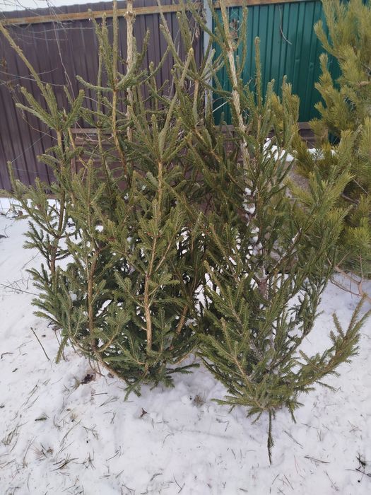 Ёлка от 1.3-1.9   5 тыс