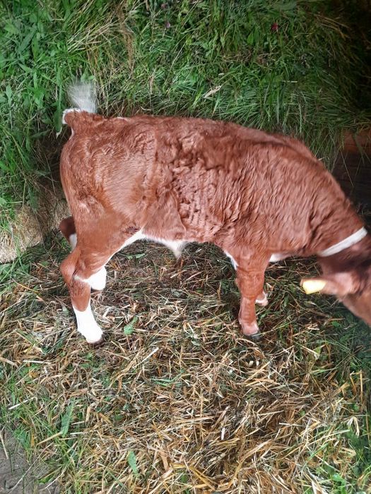 Vând vaca  de 4 ani cu vițel de 4 săptămâni