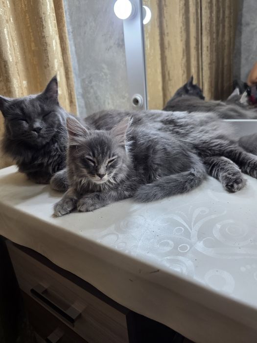 Отдам котёнка в добрые руки