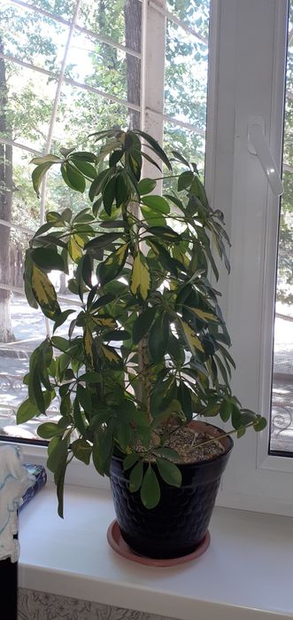 доллар гүлі сатылады