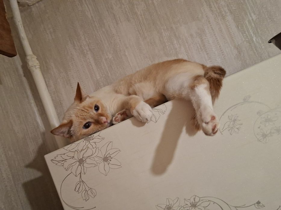 Отдам Кота тайской гены с сиамской породы