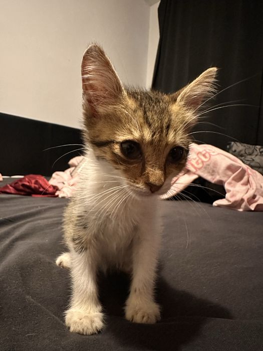 Подарявам 3 котенца