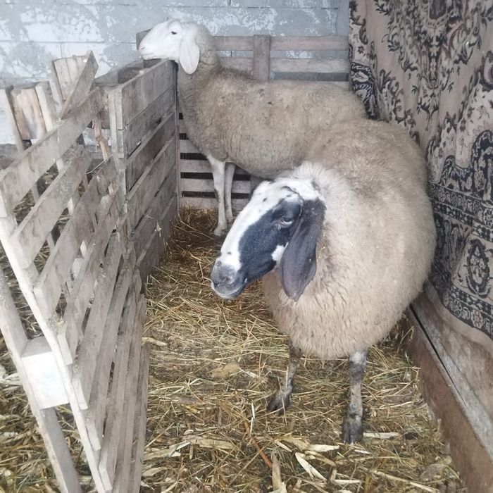 Oi de vânzare Bergamasca