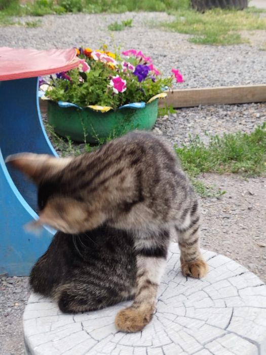 Отдам котят в хорошие руки