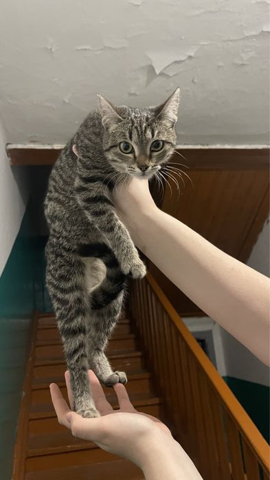 Кошечка (6-7 месяцев)