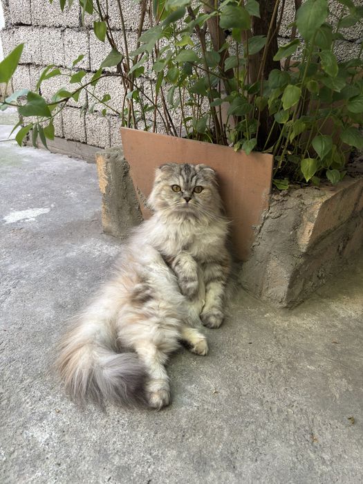 Шотладские кошки страйт