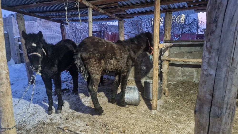 1 жасар тай сатылады