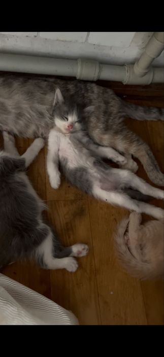 Домашный котёнок