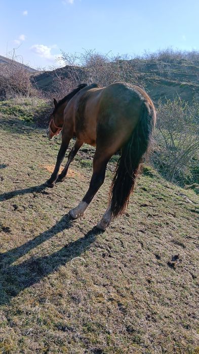Vand manza de un an si doua luni