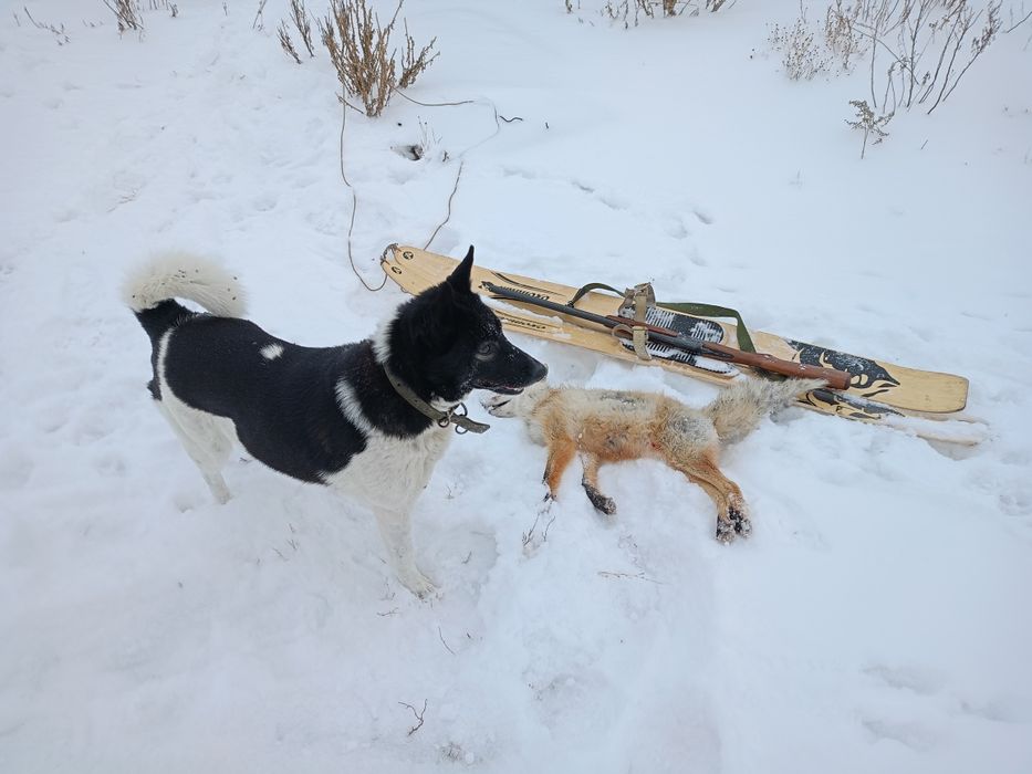 Отдам щенков лайка