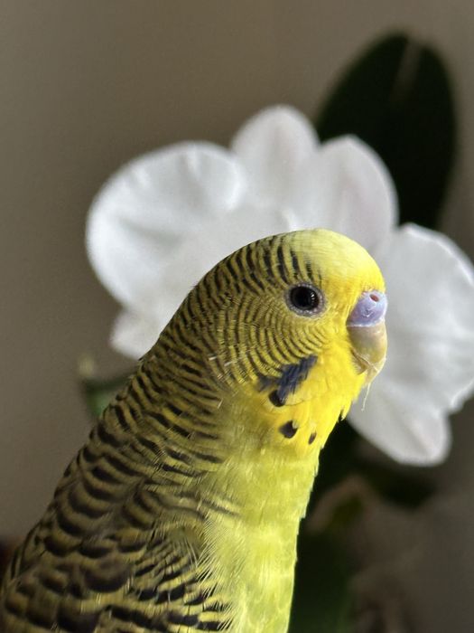 волнистый попугай