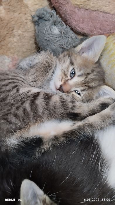 Отдам котенка окраса табби