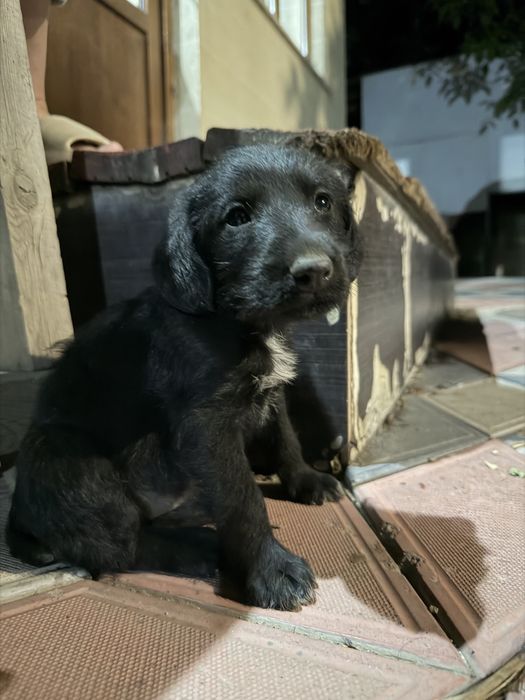 Немецкий дратхаар 1 месяц