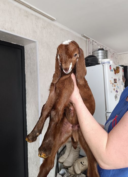 Козлята камори битал