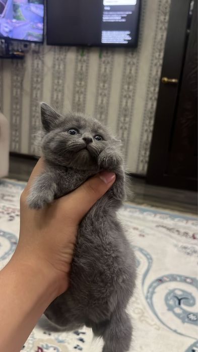 Шотландская котят