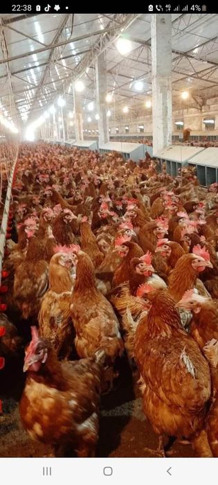 Găină roșie de oua