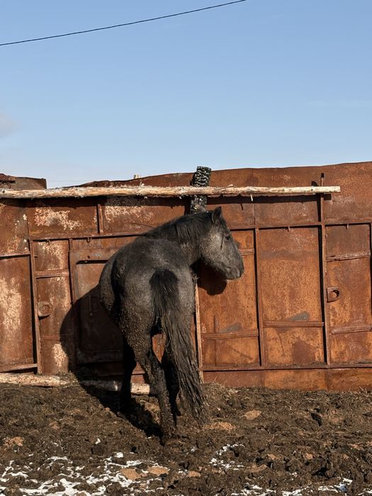 Продам айгыр полутяж