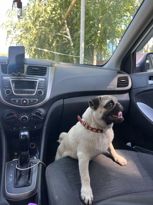 СРОЧНО! Продаю мопса, торг есть!