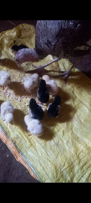 Яхши зот дакан  жожалар  индук  енаси билан сотилади оптим 14 та жожа