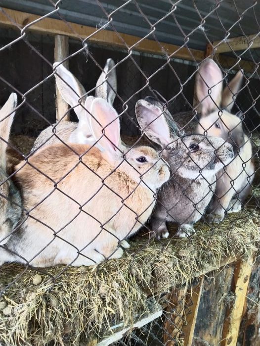 Кролики 3месячные 3000 тенге