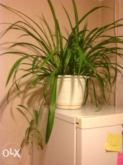 Хлорофитум зелёный