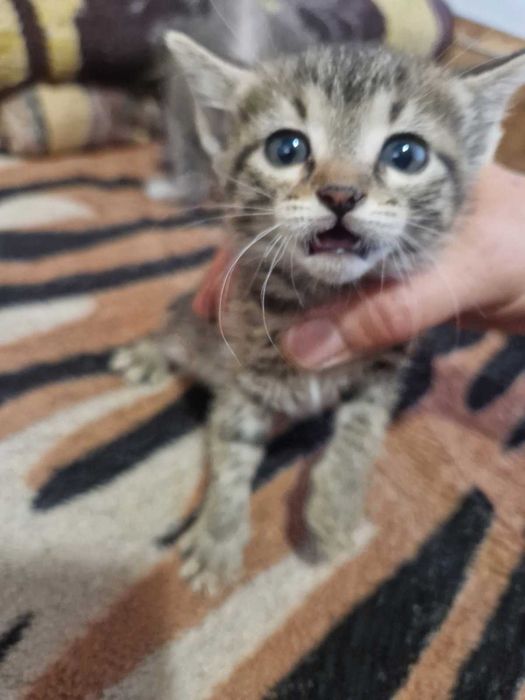 Подарявам котенца
