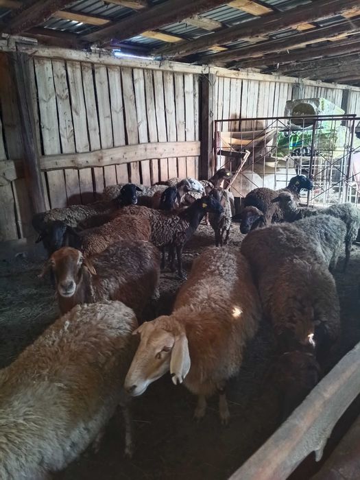 Продам Баран аккольский район с Талкара.