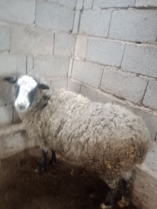 Саулык кои сатылады