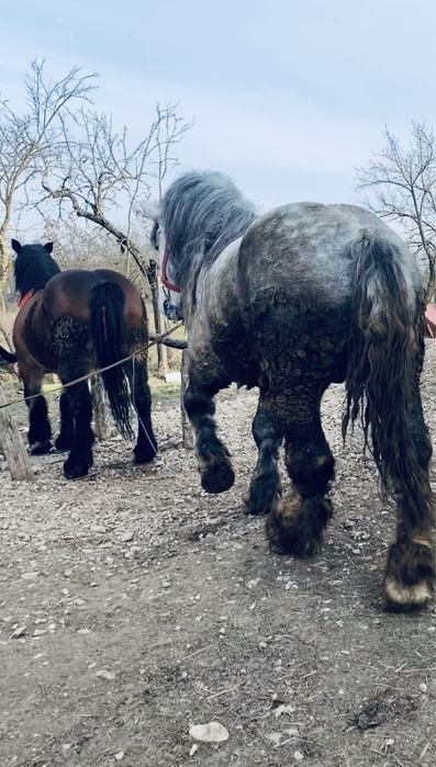 iapa cu manza de vanzare