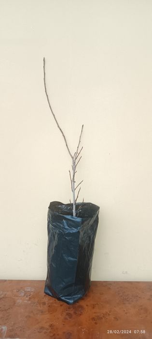 koʻchatlar dehqonchilik