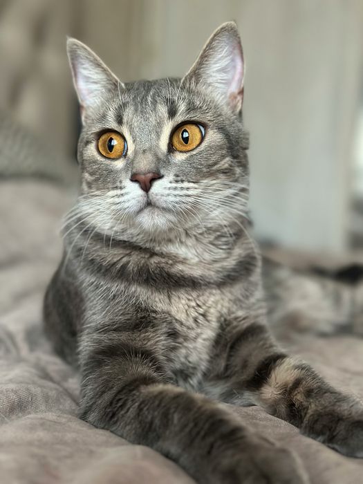 Кошечка Лекси 1,5 года