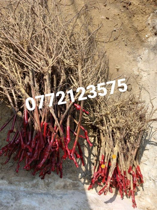 Butași vita de vie altoită și hibrid